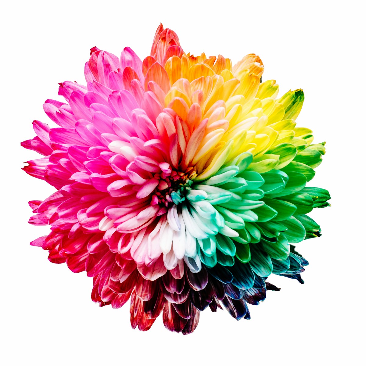 Photo by Sharon Pittaway multicolored flower illustration
